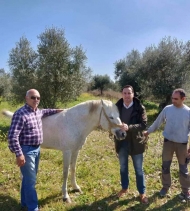 Κ. Μητρόπουλος: «Οφείλουμε να προστατεύουμε τα άλογα της φυλής της Πηνείας» – Συνάντηση του Αντιπεριφερειάρχη Αγροτικής Ανάπτυξης με τον Ιππικό Σύλλογο Αμαλιάδας